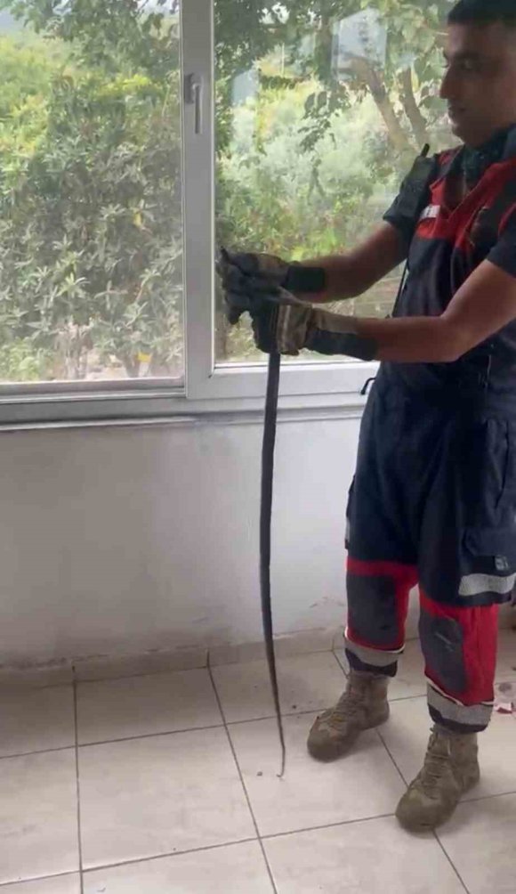 EVE GİREN YILAN PENCERE ARASINA SIKIŞTI