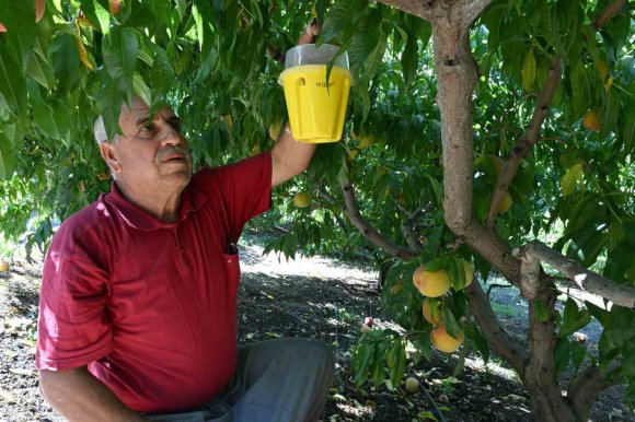 MERSİN’DE AKDENİZ MEYVE SİNEĞİNE KARŞI 80 BİN FEROMON TUZAK DESTEĞİ