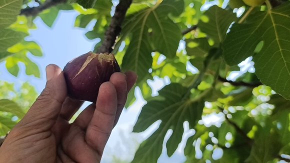 KOZAN’DA İNCİR HASADI BAŞLADI