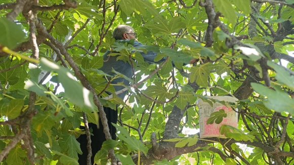 KOZAN’DA İNCİR HASADI BAŞLADI