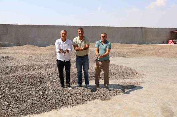 KAHRAMANMARAŞ’TA AY ÇEKİRDEĞİ HASADI