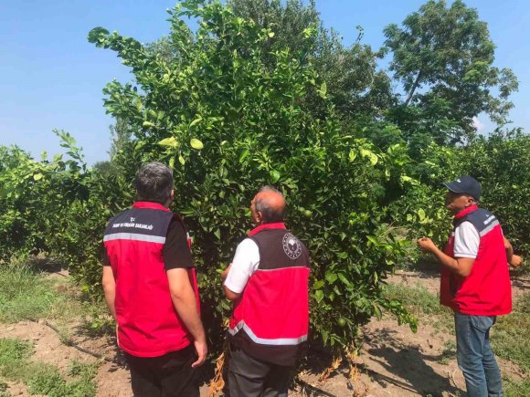 ERZİN’DE NARENCİYE BAHÇELERİNDE HASTALIK DENETİMİ YAPILDI