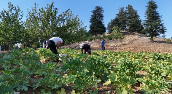 DEPREM SONRASI HAYATINI YENİDEN İNŞA ETTİ, KÖYÜNE DÖNDÜ: ŞİMDİ KABAK YETİŞTİRİYOR