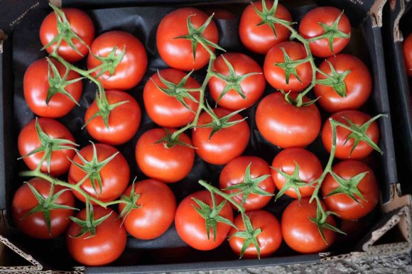AĞUSTOS AYINDA DOMATES İŞLEM MİKTAR ENDEKSİ YÜZDE 56,70 AZALDI