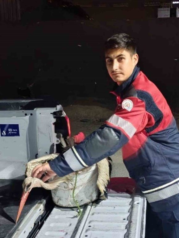 ARSUZ’DA KAYALIKLARDA YORGUN DÜŞEN LEYLEK KURTARILDI