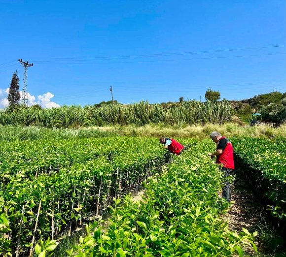 HATAY’DA FİDAN ÜRETİM ALANLARINDA HASTALIK KONTROLLERİ YAPILDI