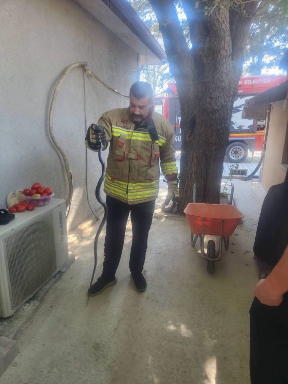 ANTAKYA’DA EVE GİREN YILAN EKİPLER TARAFINDAN YAKALANDI