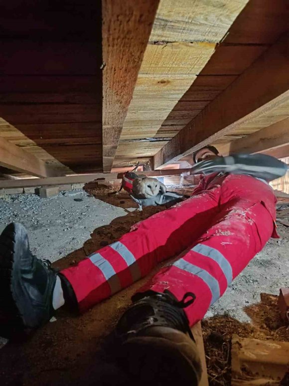TELEF OLAN EŞİNİN BAŞINDAN AYRILMAYAN BAYKUŞ KURTARILDI
