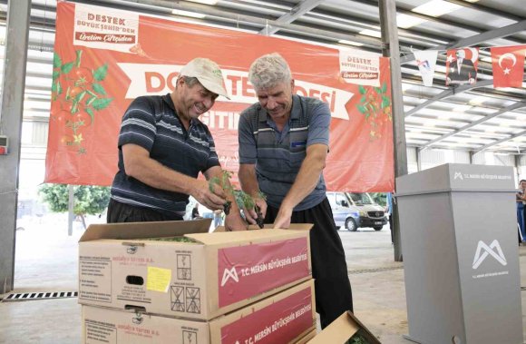 MERSİN’DE 200 ÜRETİCİYE YÜZDE 70 HİBELİ DOMATES FİDESİ DESTEĞİ
