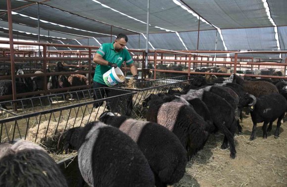 MERSİN’DE 420 YETİŞTİRİCİYE 10 BİN 500 KÜÇÜKBAŞ HAYVAN DESTEĞİ