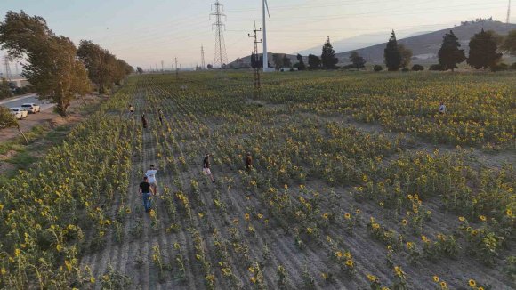 DOĞAL FOTOĞRAF STÜDYOSU HALİNİ ALAN AYÇİÇEK TARLASI VATANDAŞLARIN İLGİ ODAĞI OLDU