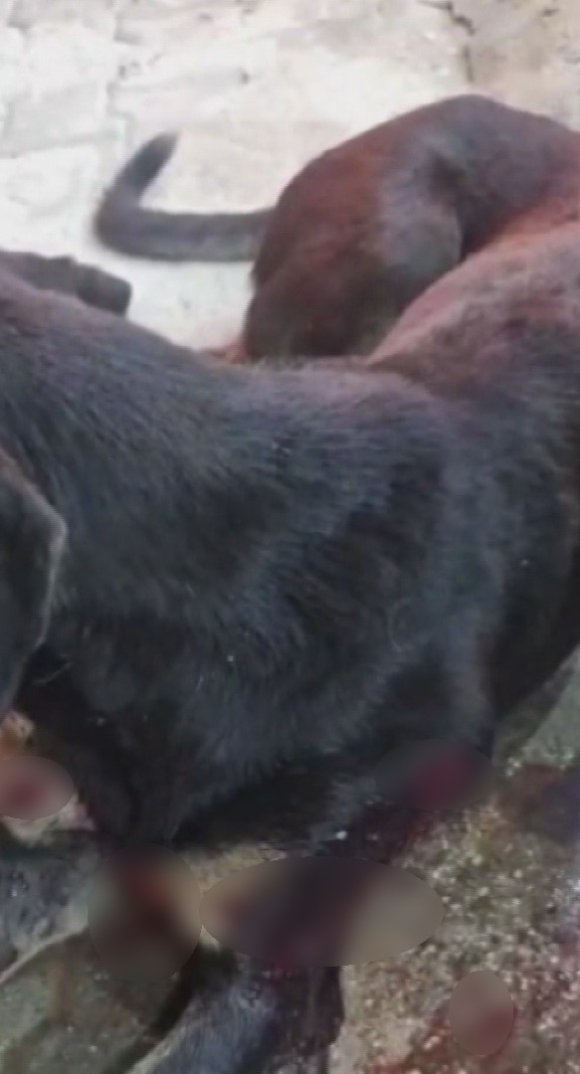 SİLAHLA VURULAN SOKAK KÖPEĞİNE POLİS EKİPLERİ SAHİP ÇIKTI