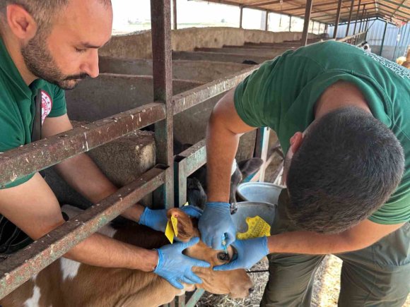 KAHRAMANMARAŞ’TA SONBAHAR DÖNEMİ ŞAP AŞILAMA KAMPANYASI BAŞLADI