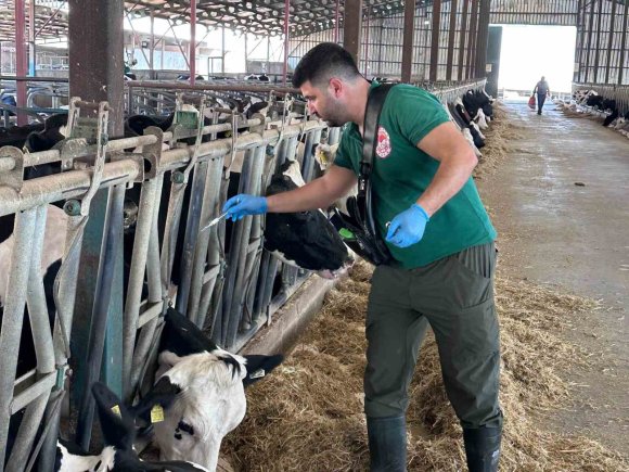 KAHRAMANMARAŞ’TA SONBAHAR DÖNEMİ ŞAP AŞILAMA KAMPANYASI BAŞLADI
