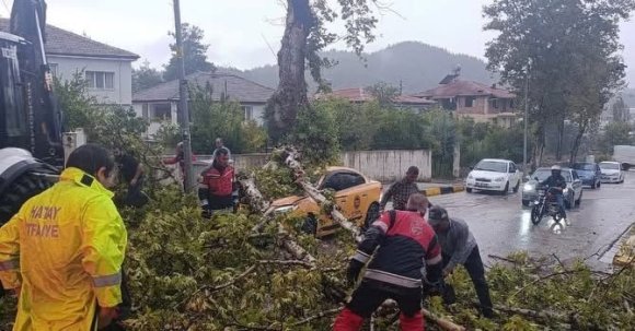 YAYLADAĞI’NDA ARACIN ÜZERİNE AĞAÇ DEVRİLDİ