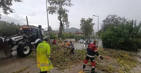 YAYLADAĞI’NDA ARACIN ÜZERİNE AĞAÇ DEVRİLDİ