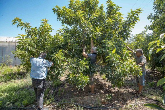 MERSİN’DE DESTEKLENEN AVOKADO ÜRETİCİLERİ İLK HASADINI YAPTI