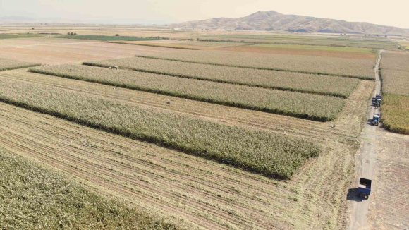KAHRAMANMARAŞ’TA AK DARI HASADINA BAŞLANDI