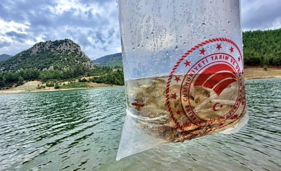 MERSİN’DE 17 GÖL VE GÖLETE 347 BİN YAVRU SAZAN BIRAKILDI