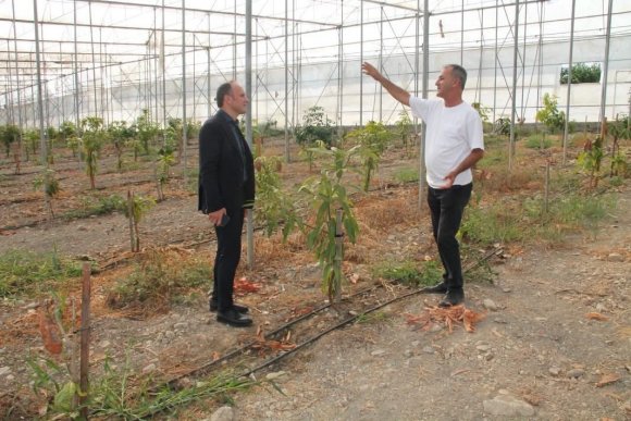 ERZİN’DE AVOKADO VE MANGO ÜRETİMİ YAPILAN SERALAR EKONOMİYE KATKI SAĞLIYOR