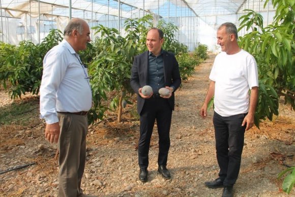 ERZİN’DE AVOKADO VE MANGO ÜRETİMİ YAPILAN SERALAR EKONOMİYE KATKI SAĞLIYOR
