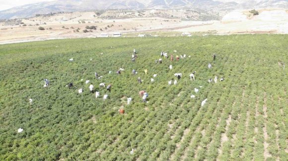 COĞRAFİ İŞARET TESCİLLİ MARAŞ BİBERİNDE HASAT DÖNEMİ