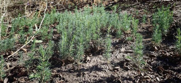YANAN ORMANLAR YENİDEN YEŞERİYOR