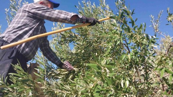 MERSİN’DE ZEYTİN HASADI BAŞLADI: BAHÇEDE 10 İLE 60 TL ARASINDA