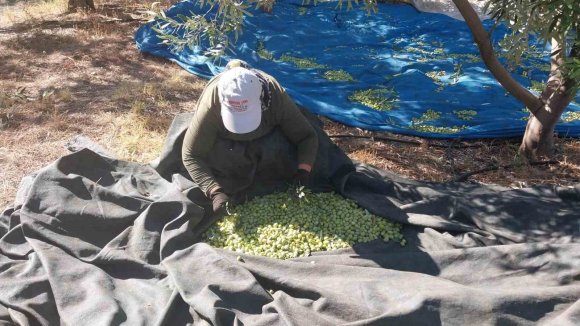 MERSİN’DE ZEYTİN HASADI BAŞLADI: BAHÇEDE 10 İLE 60 TL ARASINDA
