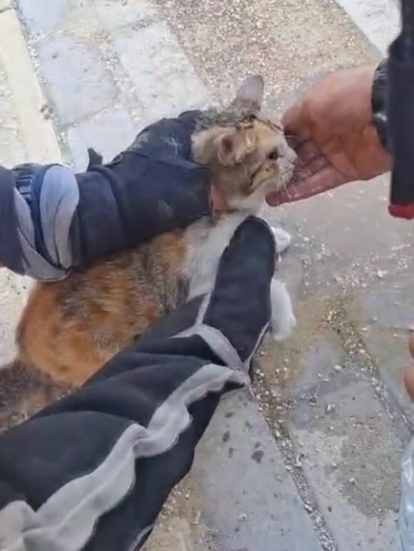 BELEN VE ANTAKYA’DA MAHSUR KALAN HAYVANLAR KURTARILDI