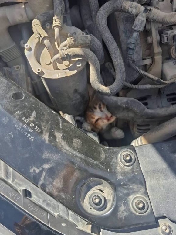 BELEN VE ANTAKYA’DA MAHSUR KALAN HAYVANLAR KURTARILDI