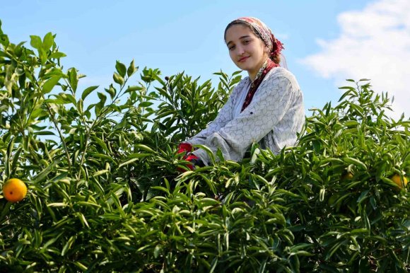 ADANA’DA MANDALİNA HASADI BAŞLADI: KİLOGRAMI DALINDA 8-10 LİRADAN ALICI BULUYOR