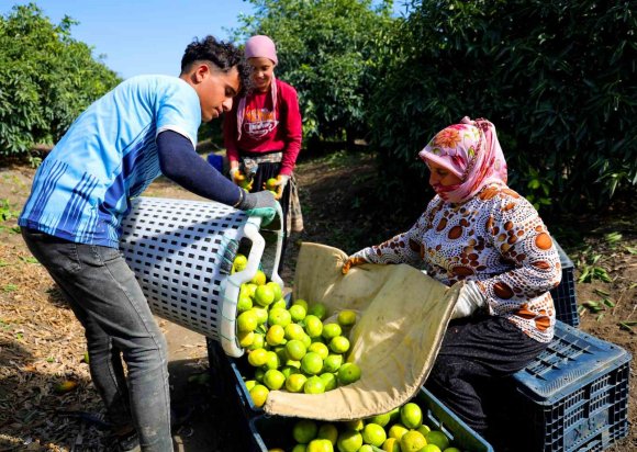 ADANA’DA MANDALİNA HASADI BAŞLADI: KİLOGRAMI DALINDA 8-10 LİRADAN ALICI BULUYOR