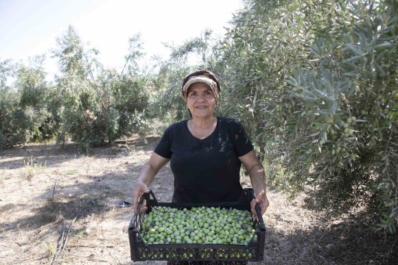 MERSİN’DE DAĞITILAN ZEYTİN FİDANLARI ÜRÜN VERDİ