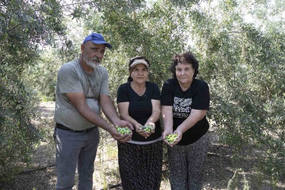 MERSİN’DE DAĞITILAN ZEYTİN FİDANLARI ÜRÜN VERDİ