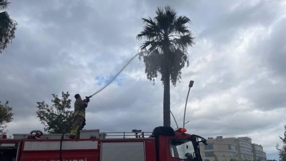 İSKENDERUN’DA YILDIRIMIN İSABET ETTİĞİ AĞAÇ YANDI