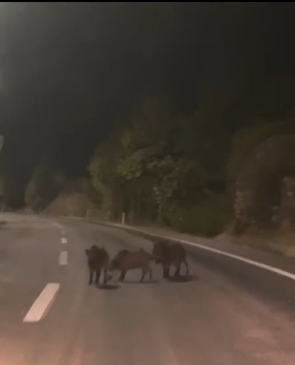 KAHRAMANMARAŞ’TA YOLDA DOMUZ SÜRÜSÜ