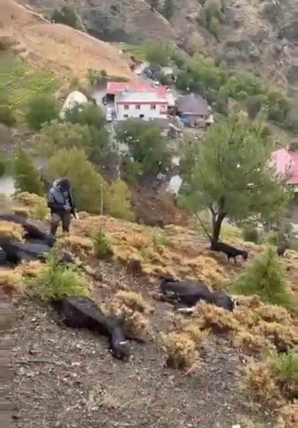 KAHRAMANMARAŞ’TA YILDIRIM DÜŞMESİ SONUCU 20 KEÇİ TELEF OLDU
