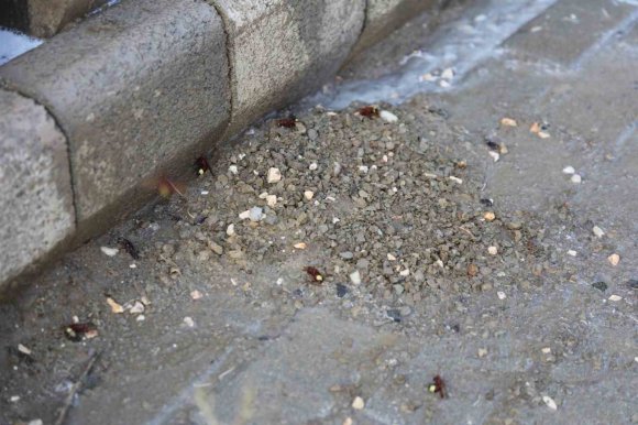 HATAY’DA HAŞERE VE VEKTÖR MÜCADELESİ SÜRÜYOR