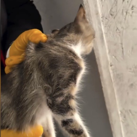 OSMANİYE’DE SU GİDERİNE SIKIŞAN YAVRU KEDİYİ İTFAİYE KURTARDI