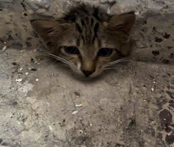 OSMANİYE’DE SU GİDERİNE SIKIŞAN YAVRU KEDİYİ İTFAİYE KURTARDI