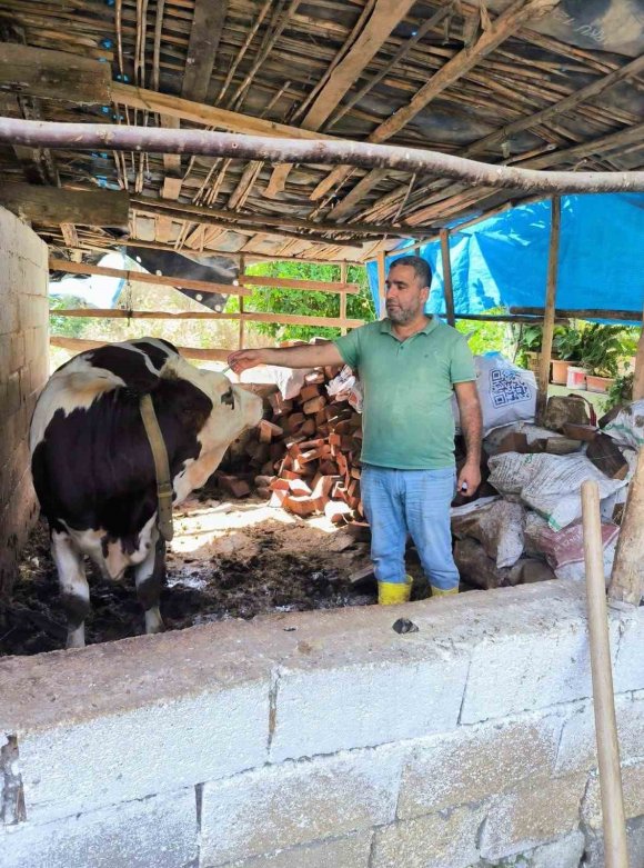 HATAY’DA ŞAP HASTALIĞINA KARŞI AŞILAMA ÇALIŞMALARI SÜRÜYOR