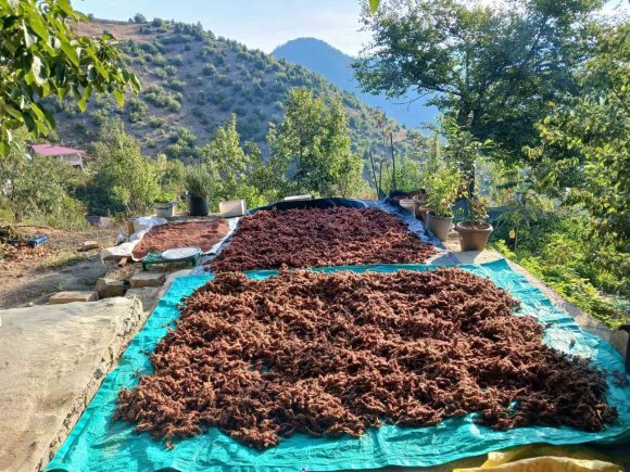 KAHRAMANMARAŞ’TA SUMAK HASADI