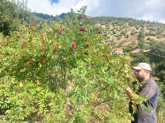 KAHRAMANMARAŞ’TA SUMAK HASADI