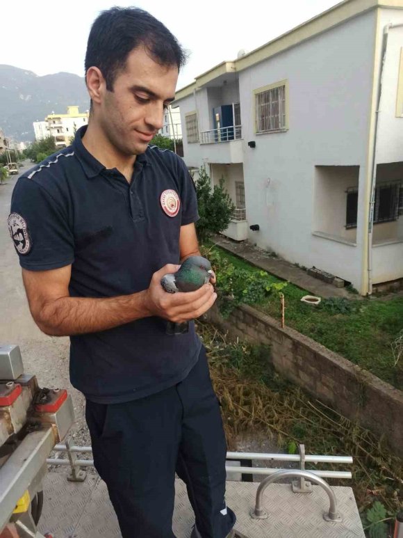 PAYAS’TA BALKON BOŞLUĞUNDA MAHSUR KALAN GÜVERCİN KURTARILDI