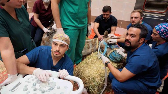 TÜRKİYE’DE İLK: RETİNA RAHATSIZLIĞI BULUNAN DEVE İÇİN KÖK HÜCRE TEDAVİ SÜRECİ BAŞLADI