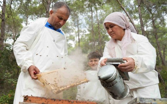 DÜNYADA ’ÇAM BALI’NIN YÜZDE 90’I TÜRKİYE’DE ÜRETİLİYOR: BEREKETLİ SAĞIM BAŞLADI
