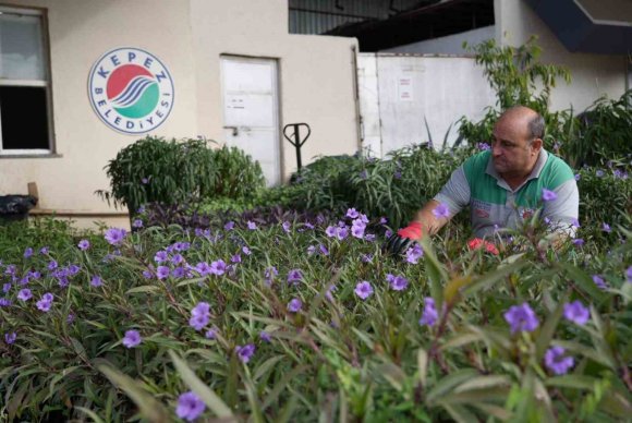 ANTALYA’NIN DÖRT BİR YANI KEPEZ’DE YETİŞTİRİLEN ÇİÇEKLERLE RENKLENİYOR