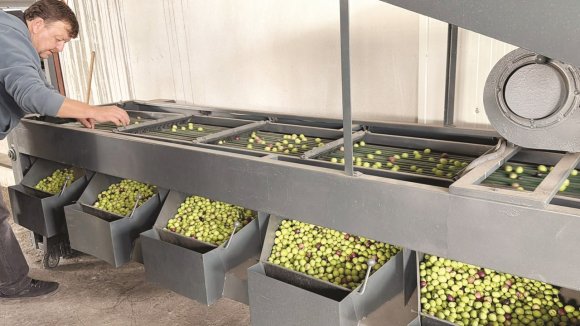 TAVŞAN YÜREĞİ ZEYTİNİNİ DÜNYA SAHNESİNE ÇIKARMAYA HAZIRLANIYOR
