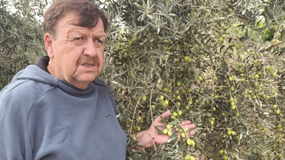TAVŞAN YÜREĞİ ZEYTİNİNİ DÜNYA SAHNESİNE ÇIKARMAYA HAZIRLANIYOR